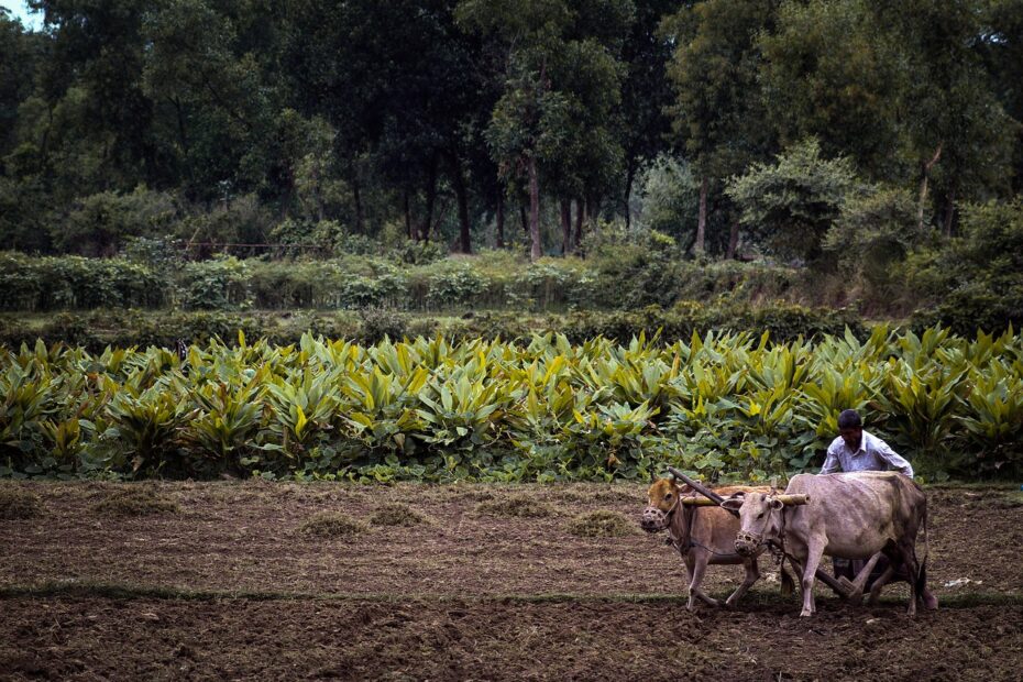 agriculture, cultivation, farming-7177221.jpg