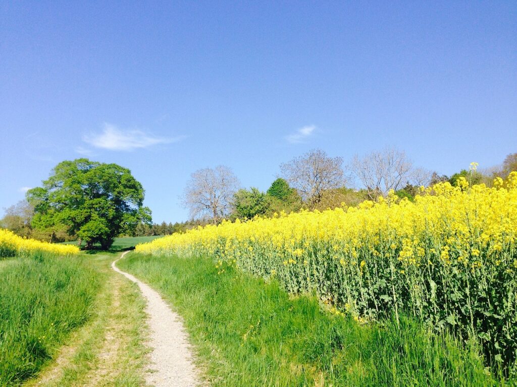 field of rapeseeds, oilseed rape, dirt road-331571.jpg