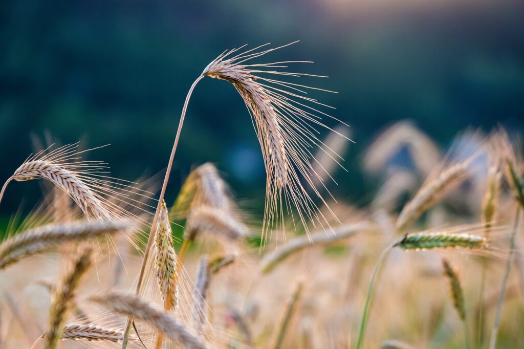 Wheat ETFs