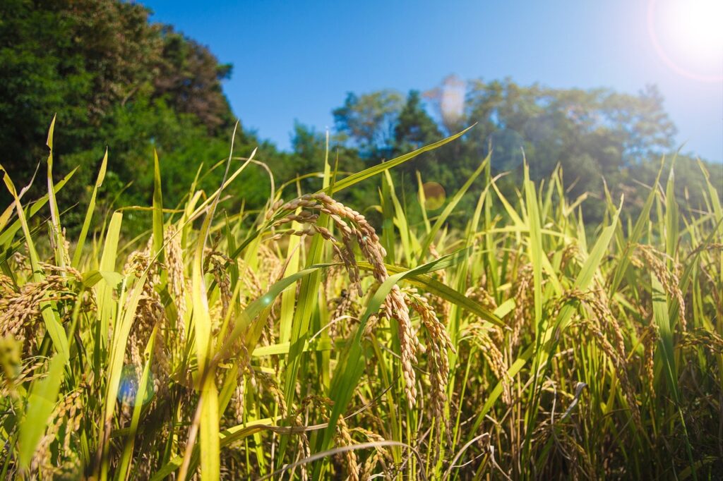 Agriculture Penny Stocks