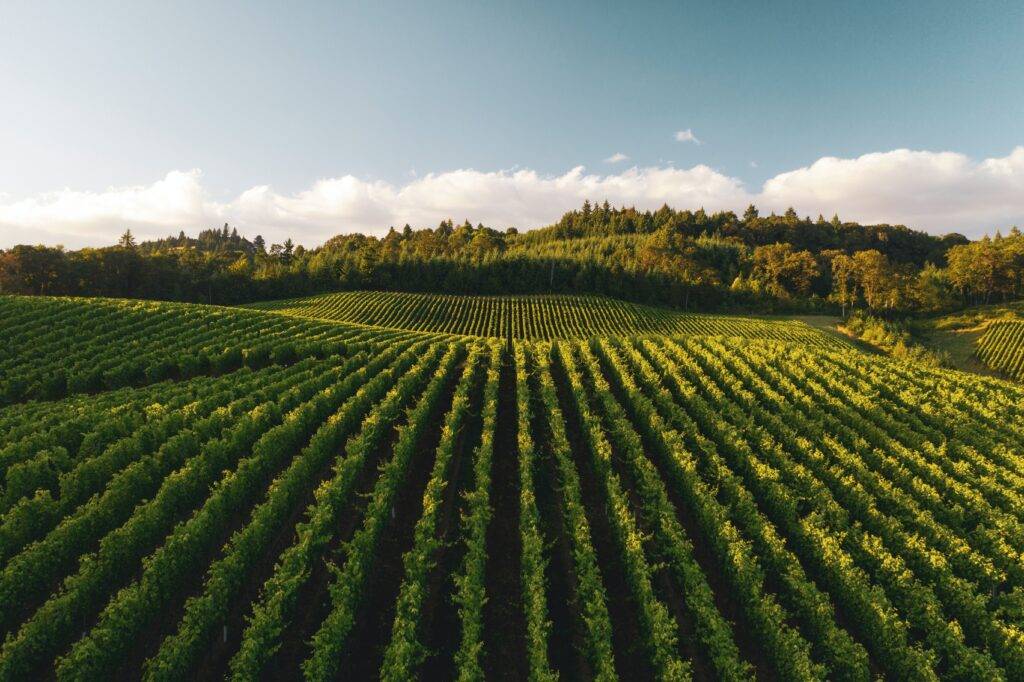 neatly laid out farmland at dawn