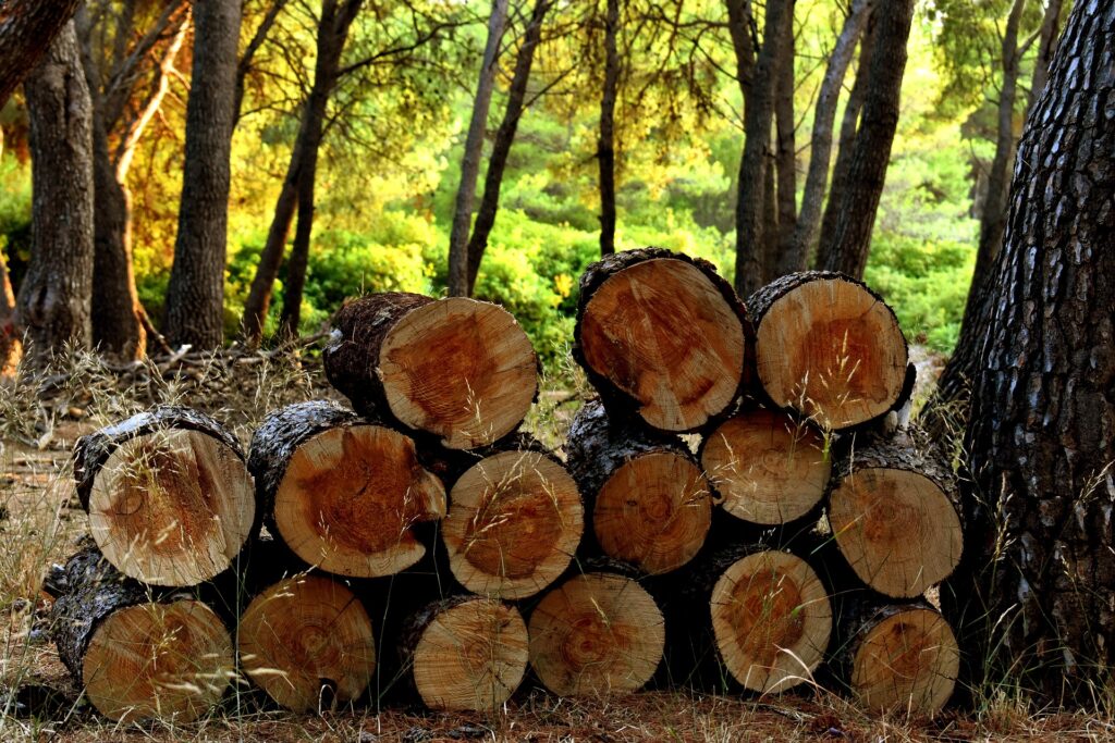 timber logs stacked in the forest