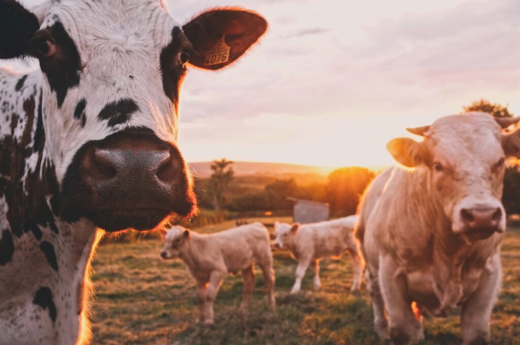 cows on an open pasture