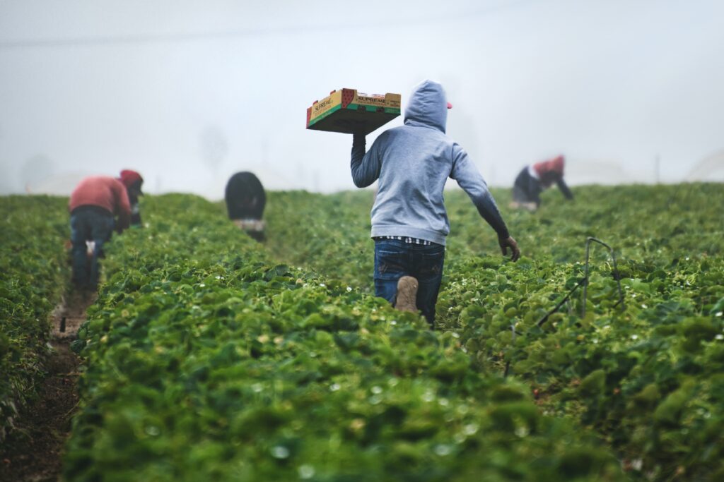 farming in the land