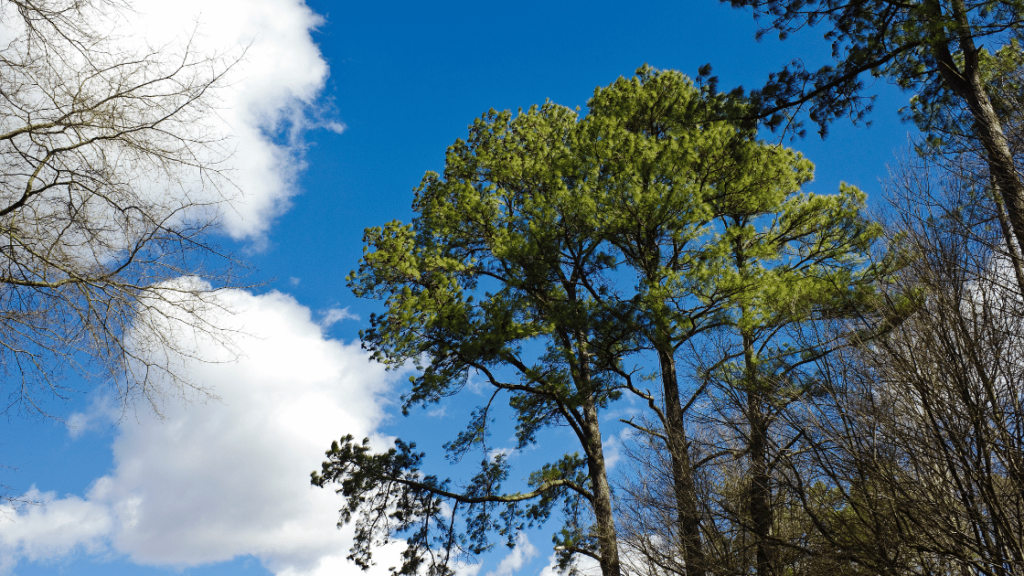 Loblolly Pine Tree