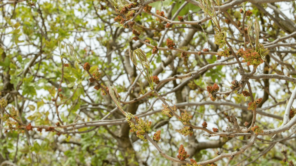 Close-up of Pistachio Farm Blossoms on Central California Orchard