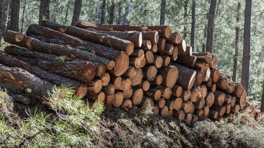 timber land logs