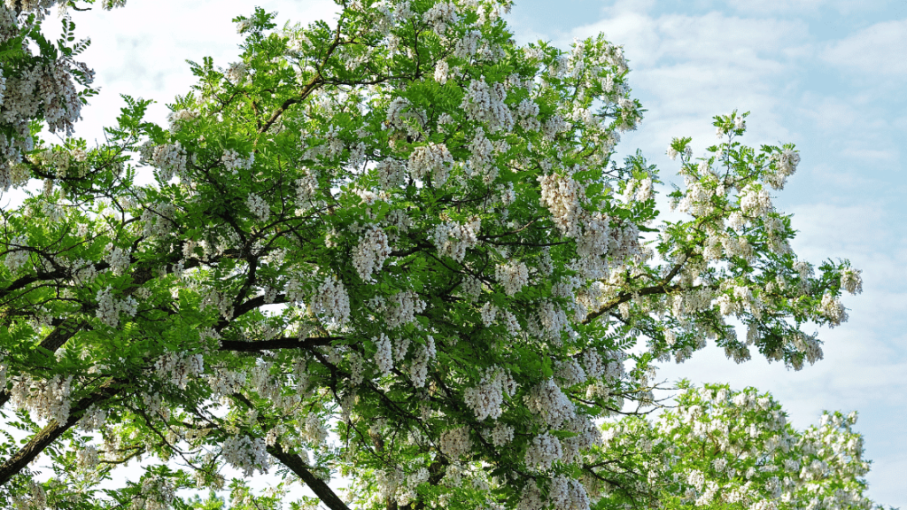 flowering black locust tree