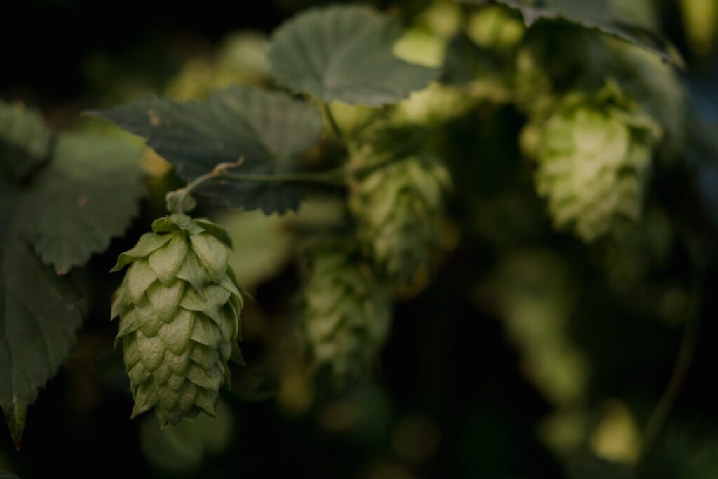 hops farms flower