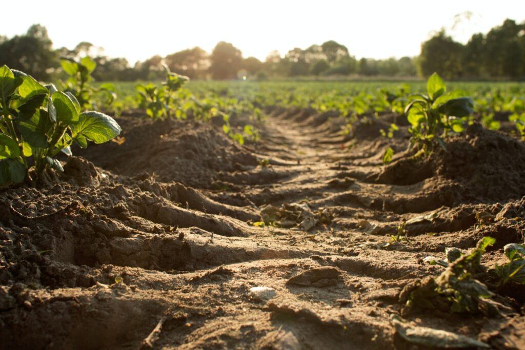 loosened farmland soil