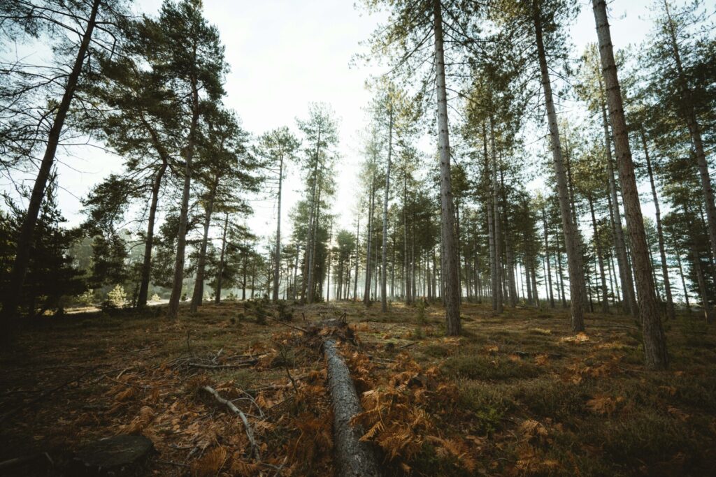 timber fallings in a forest