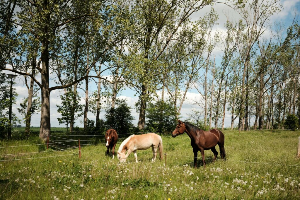 horses grazing in the open plains